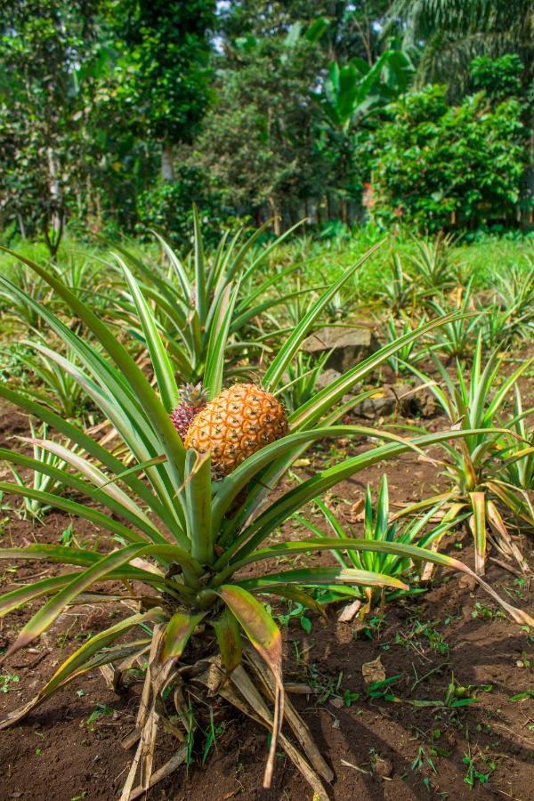 Welfare Agroturismo Milagrosa المظهر الخارجي الصورة